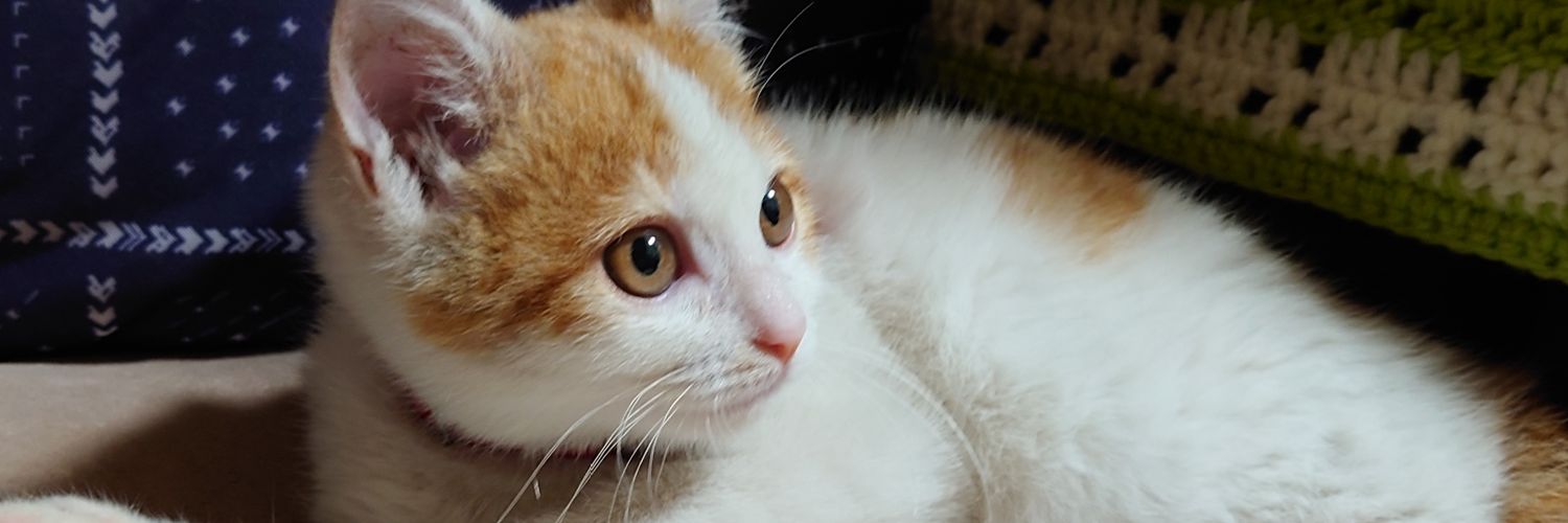 kuronekoboo's profile banner image