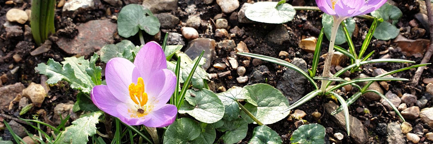 Bit of Baking & Chaos banner