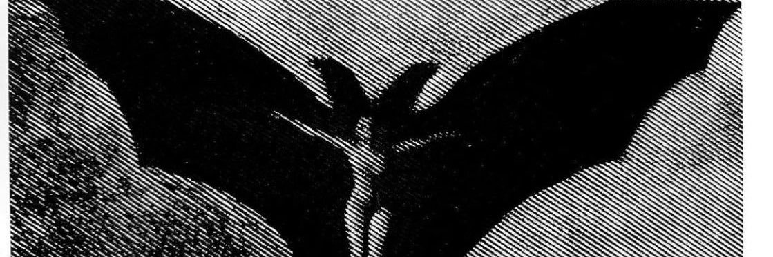 carocerezas's profile banner image