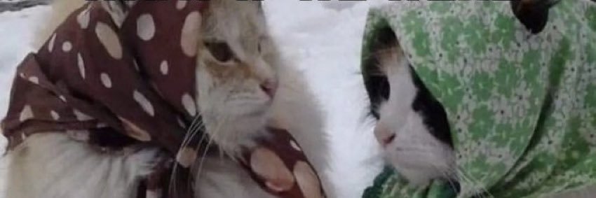 D-money Cash Wizard banner