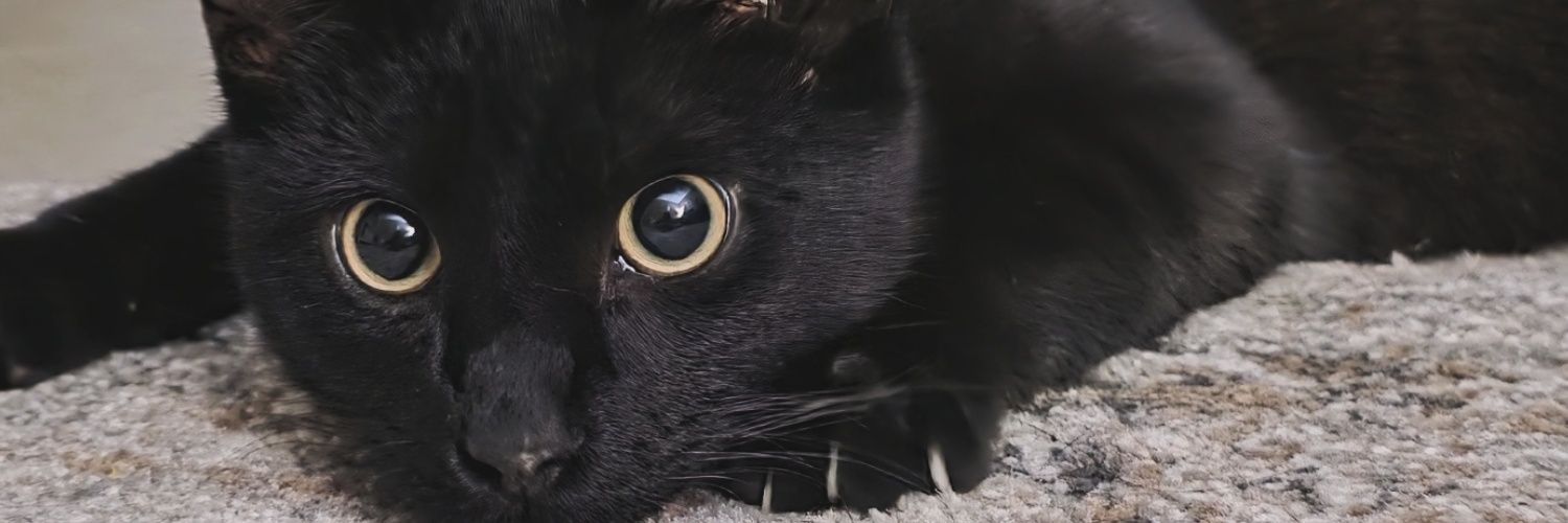 briananisa's profile banner image