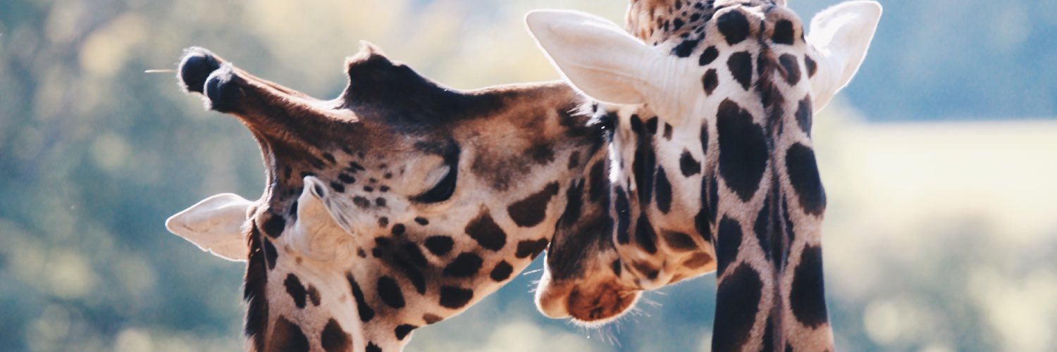 AliceCorless's profile banner image