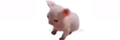beef banner