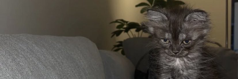 Jj banner