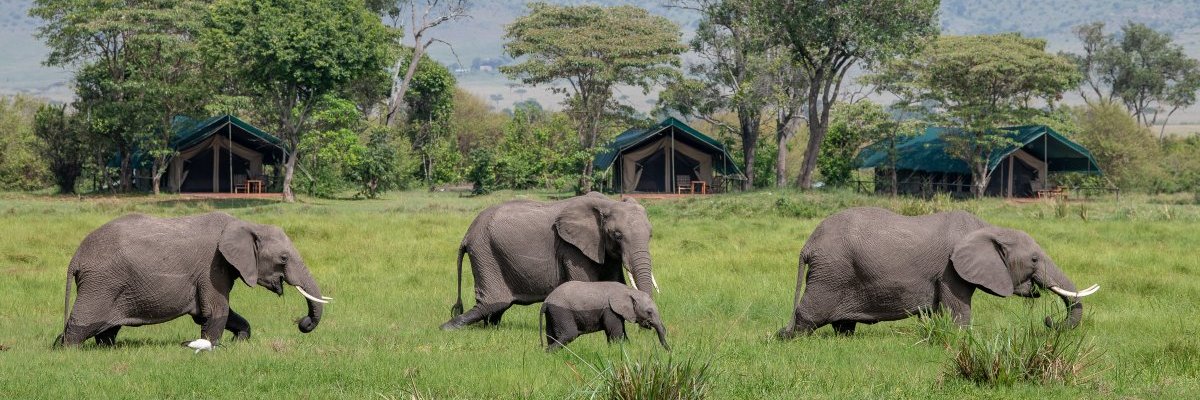 KingsSafaris's profile banner image