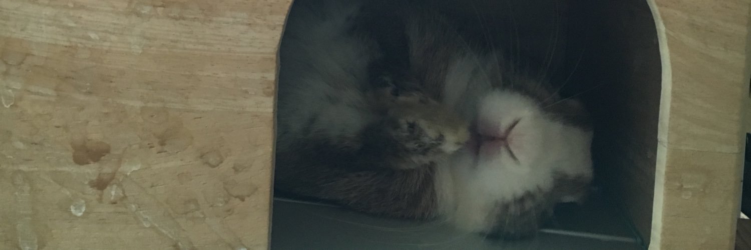 ちぃ🐰【飼い主もぅ】 banner
