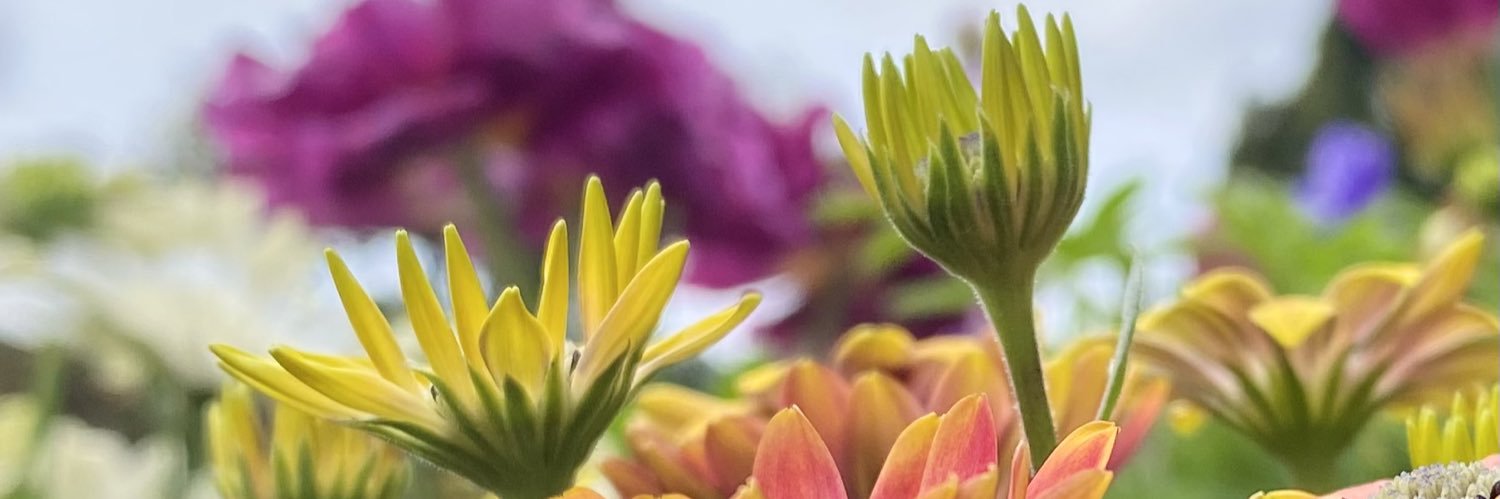 グリーンアップルଘ(੭*ˊᵕˋ)੭* ੈ♡‧₊˚ banner