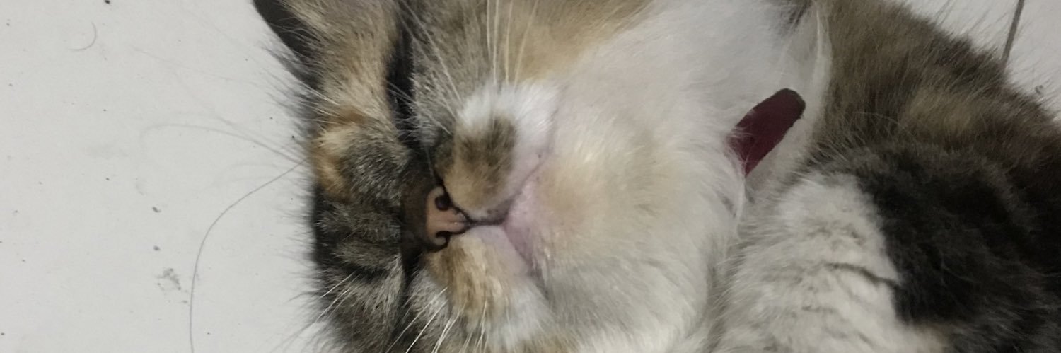 _indrawatii's profile banner image