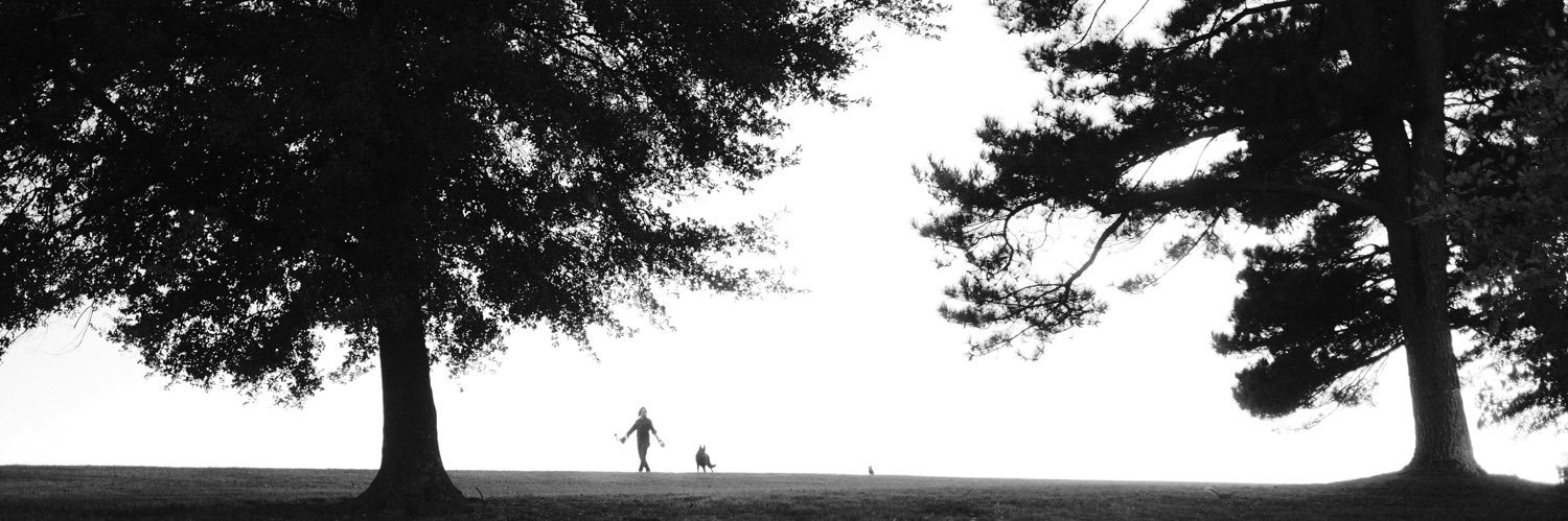 n. collins 🦇 banner