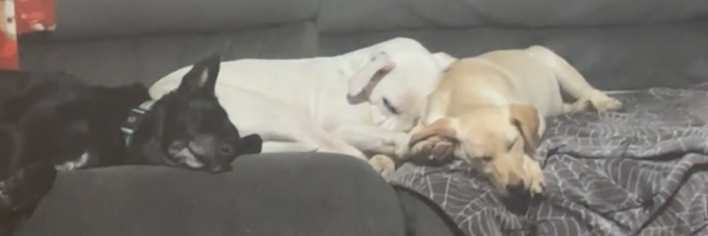 NaCzar of Chicago banner