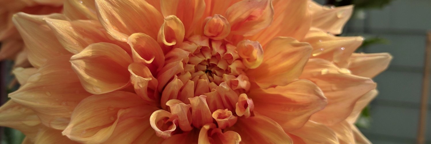 DavisDusenbery's profile banner image