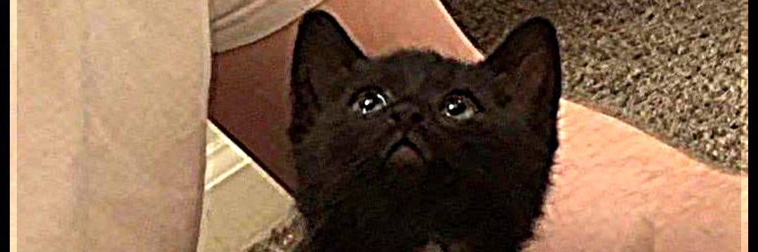 Daryl . banner