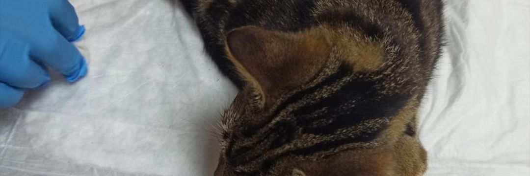 fiptekireyardim's profile banner image
