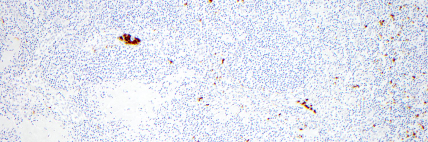 LynDuncanMD's profile banner image