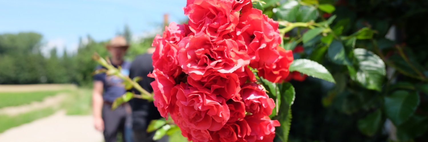 奔跑的樱桃 banner