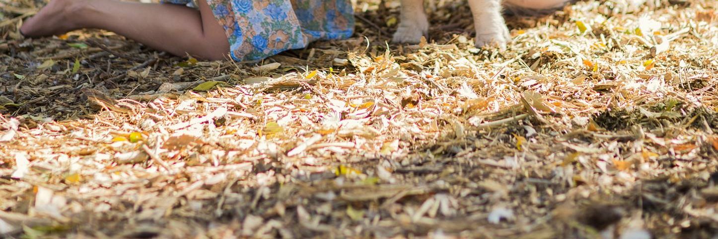 hissingstricto banner