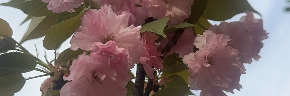雪球-晨璐 banner