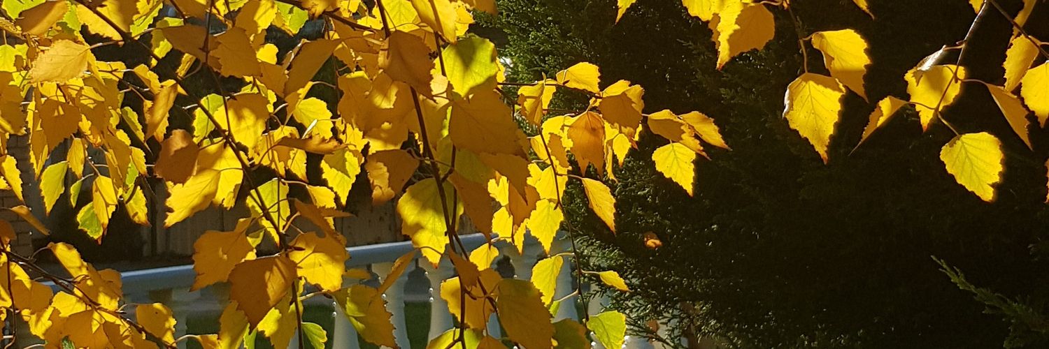 pannwe3's profile banner image