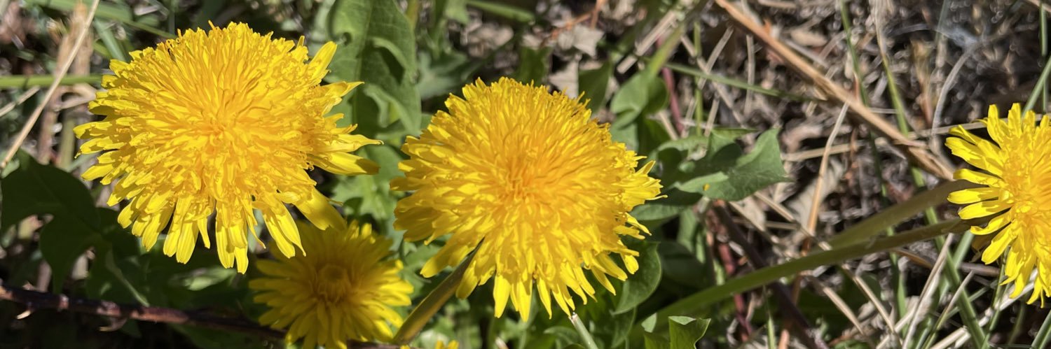 BéComúFedac banner