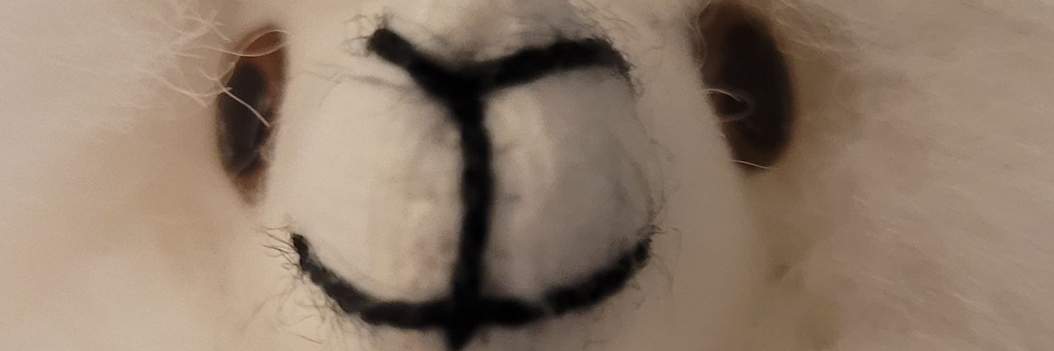 Dickinsonia de óculos🤓 banner