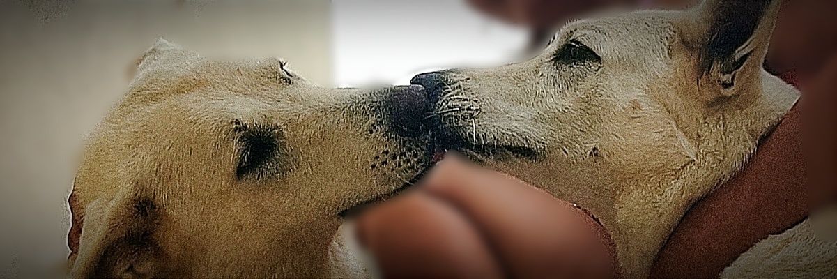 Machadinho banner