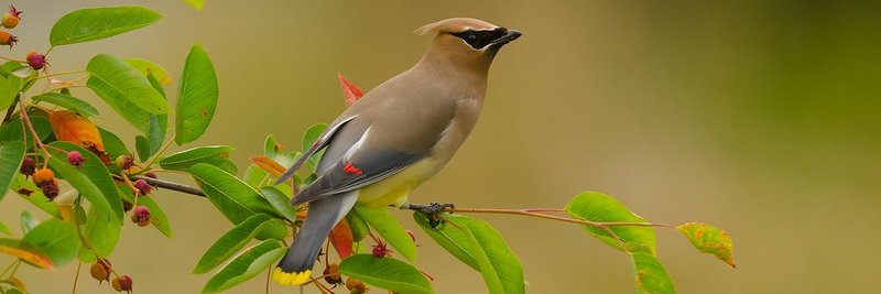 Bee Redfield banner