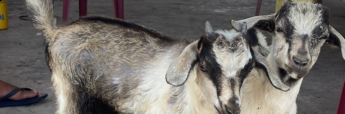 falesincero's profile banner image