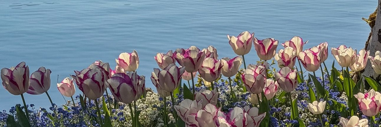 العَـذبة. banner