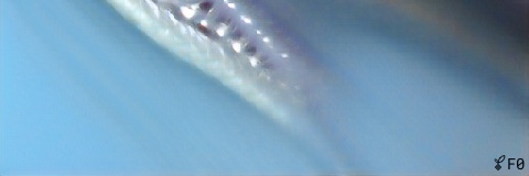 entropyseeds's profile banner image