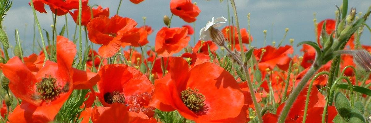 PoppylandPub's profile banner image