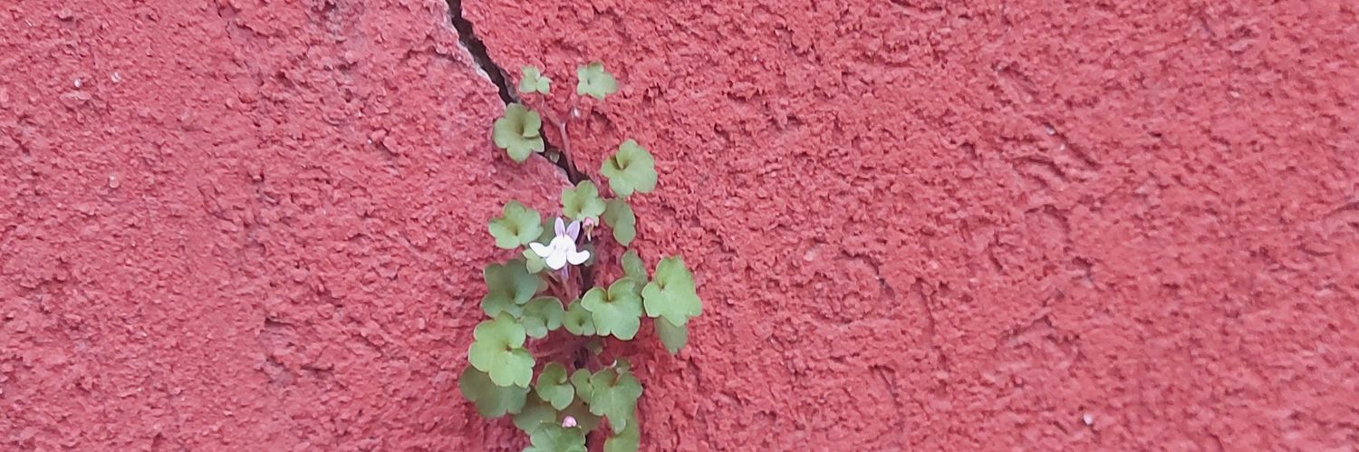 fernandaturrin's profile banner image
