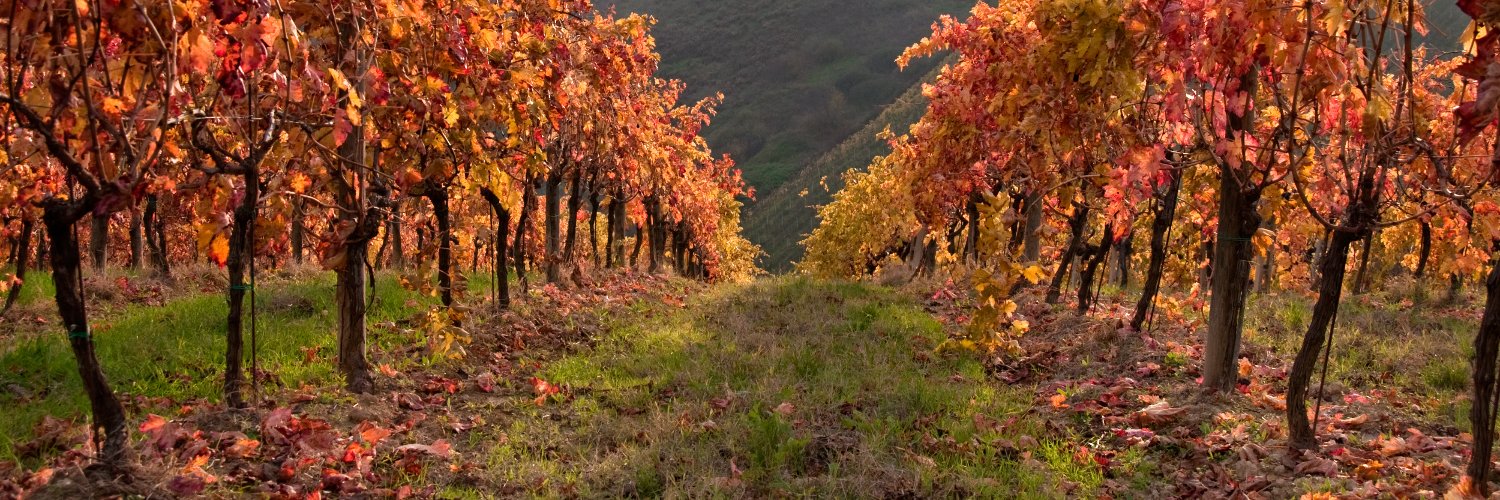 Vintage Wine Estates banner
