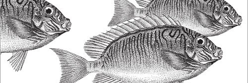 Practical Process Automation Book banner