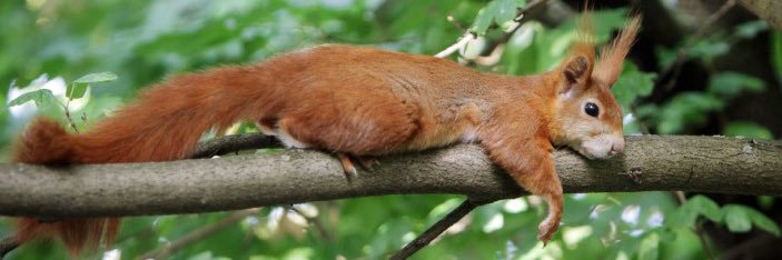 𝙿𝚞𝚜𝚌𝚑𝚎𝚕 🐿 banner