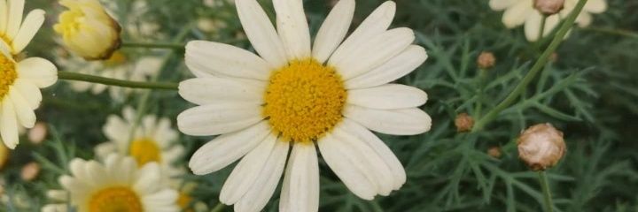 CeleSiebert's profile banner image