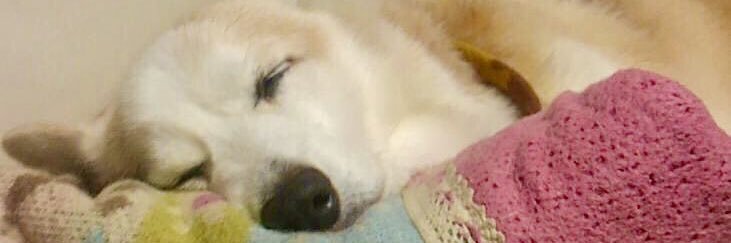 fu_ko3eme's profile banner image