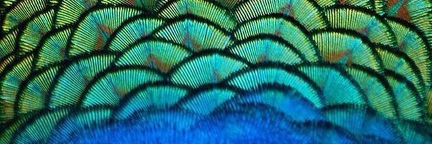 GuillermoDorant's profile banner image
