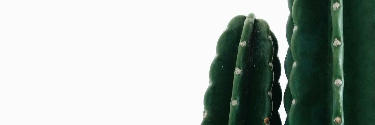 Rebearmendariz's profile banner image