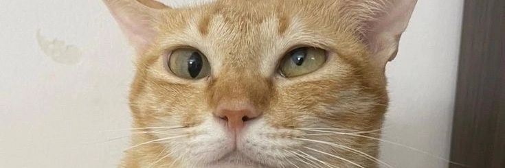 DylanFallas11's profile banner image