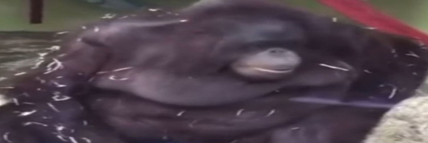 seregioo's profile banner image