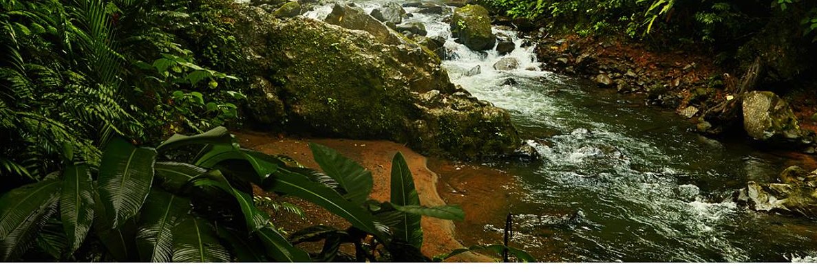 throwtraditie banner