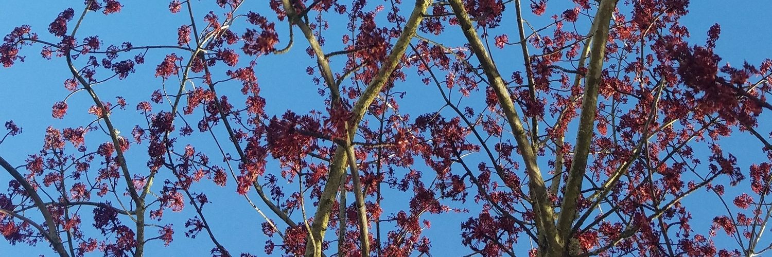SispankZ's profile banner image