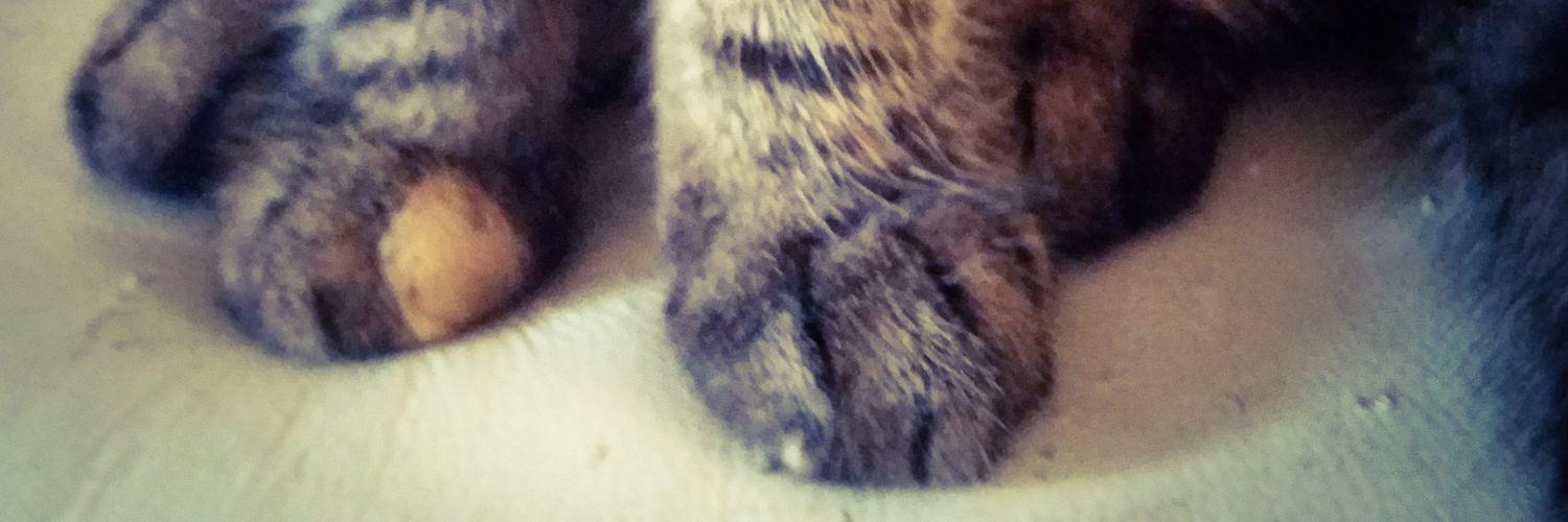 Jenngdaisy's profile banner image
