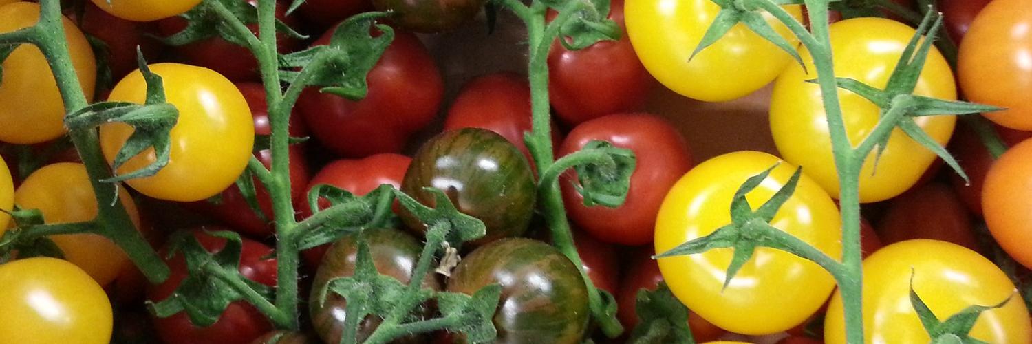 VegFactor's profile banner image