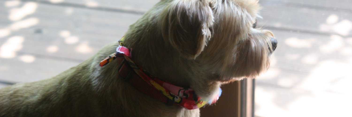 MLee1919's profile banner image