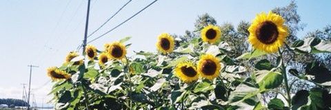 jcmjanus's profile banner image