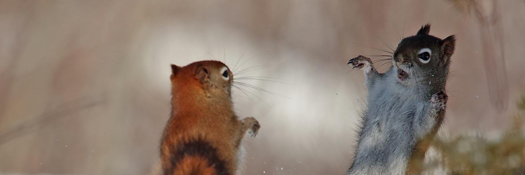 Geoffrey Walker banner