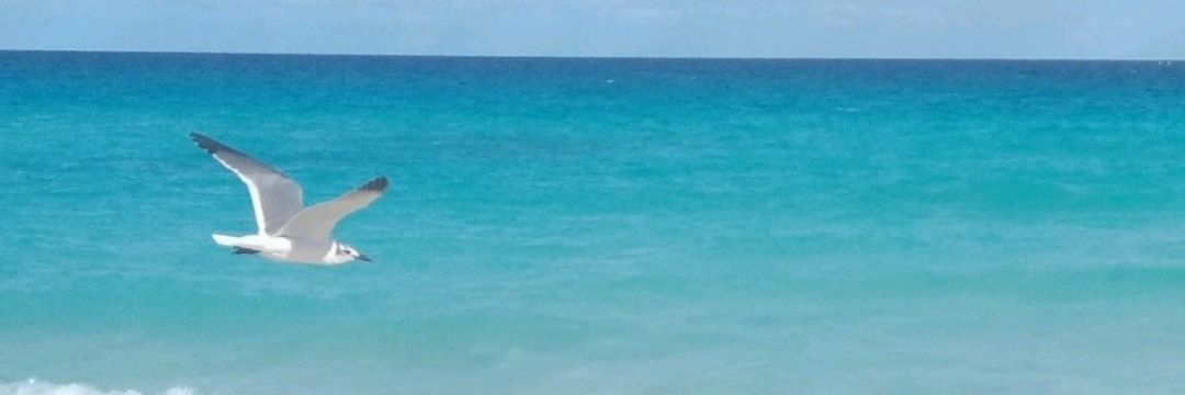 angyelu's profile banner image