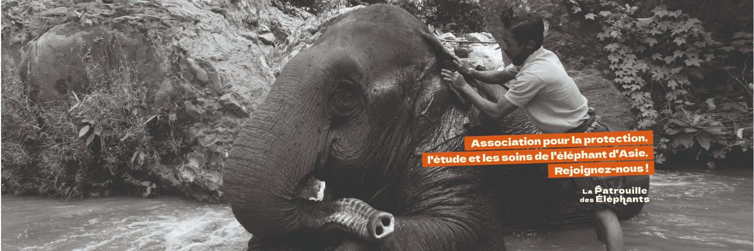 Patdeselephants's profile banner image