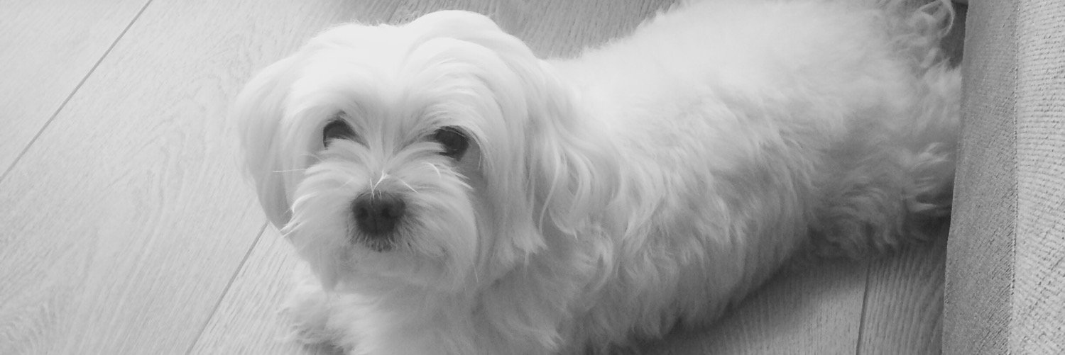 anitia101's profile banner image